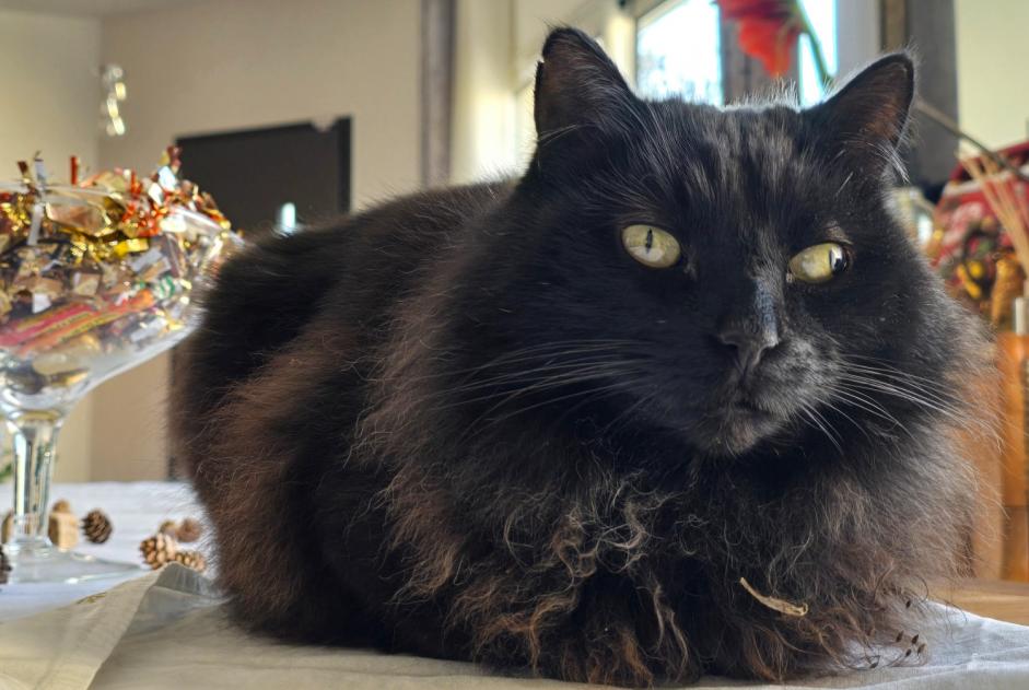 Alerta de Desaparición Gato cruce  Macho , 9 años Saint-Priest Francia