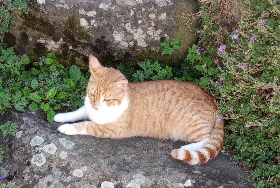 Alerte Disparition Chat  Mâle , 1 ans Francheville France