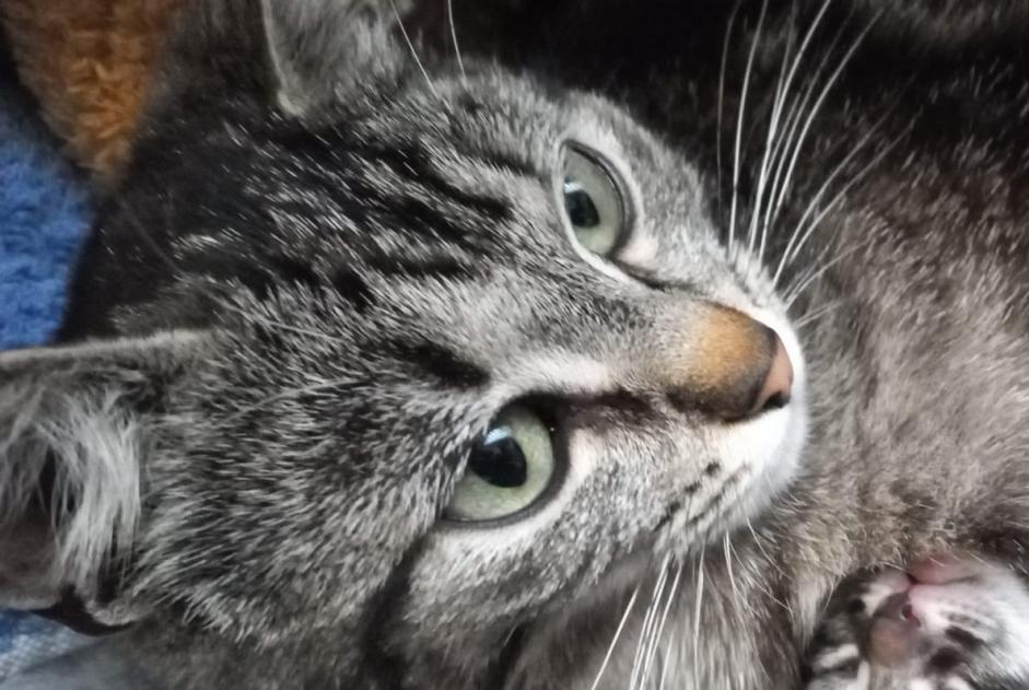 Alerte Disparition Chat  Femelle , 1 ans Anse France