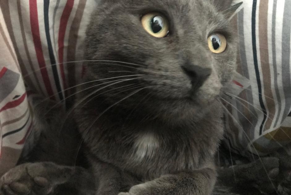 Alerte Disparition Chat croisement  Mâle , 3 ans Oullins-Pierre-Bénite France