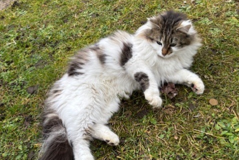 Alerta descoberta Gato  Fêmea Caluire-et-Cuire France